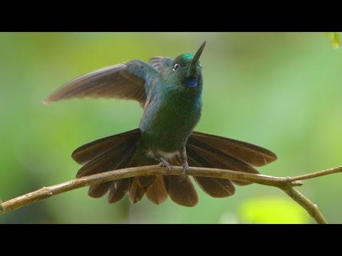 Green-crowned Brilliant in Colombia.