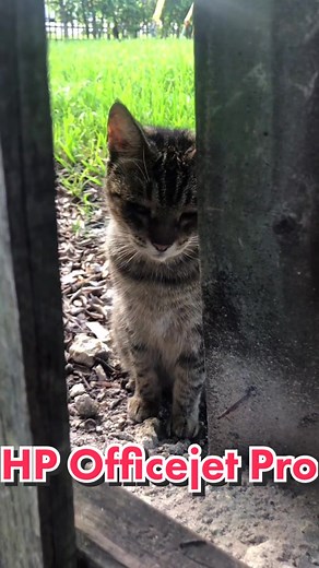 HP Officejet Pro 8600 All In One didn’t feel like coming out today, so I brought the food to her. #fyp #cat #catsoftiktok #straycat #foryoupage