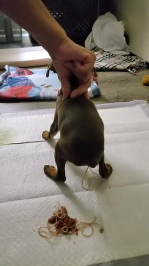 my puppy pooping out roundworms