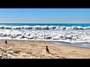 Slow Down & Breathe with Seagull & Relaxing Wave Sounds. Great for Beach Meditation & Deep Sleeping