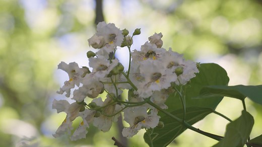 2.6K views · 53 reactions | This week, we're learning about the Catalpa Tree! The Catalpa Tree can be identified by its large, heart-shaped leaves, and long seed pods. #TreeTuesday Latodami Nature Center | Allegheny County Parks | Facebook