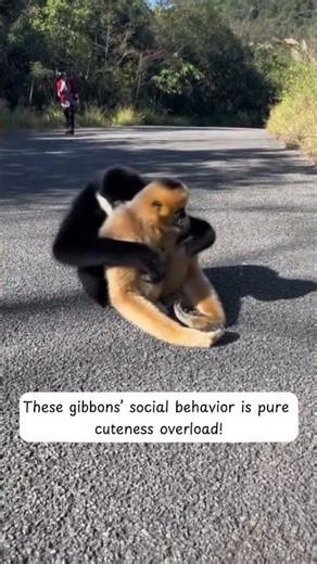 Funny Gibbons Surprise Everyone With Hugging Instead of Fighting - CreatureCops