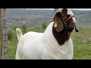Top 5 giant Goats Breeds in the world