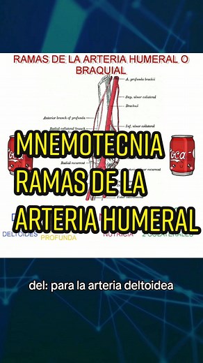 Mnemotecnia para las ramas de la arteria humeral o braquial 🧠 🫀 #arterias #arterialyvenosa #sistemacirculatorio #braquial #mnemotecnia #medicina #kinesiologia #estudiantedemedicina #aprendemedicina #anatomía