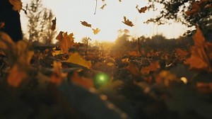Close up of yellow autumn leaves falling on forest lawn. Bright sunset light shining through falling foliage. Beautiful autumn landscape. Blurred background. Colorful fall season. Slow motion