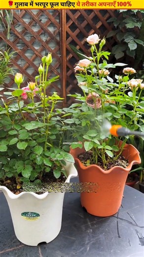🌹Every branch of the rose bush will be laden with flowers #plantcare #homegardening #flowers