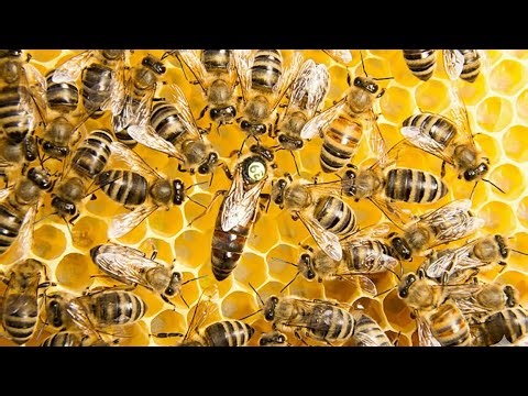 Watch quickly how a beehive works.