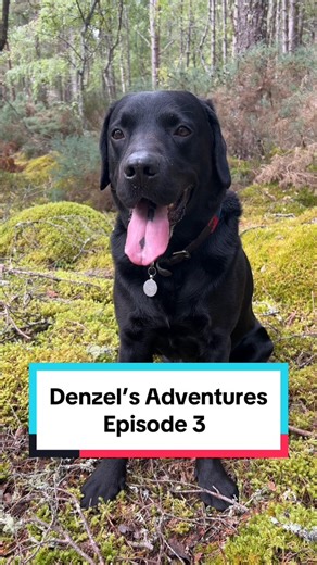 Denzel finds you in the forest again, will you follow him? 🦕 | Denzel The Labraseal
