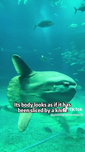 Discover Fascinating Marine Creatures You Should Avoid