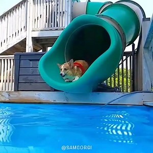 Not all heroes wear capes... BUT THIS ONE DOES | Funny Dog Pictures And Videos