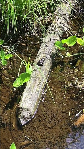 The Green Frog: Nature’s Little Musician of the Pond 🎶🐸 #frog #canada #amphibians #nature #wildlife