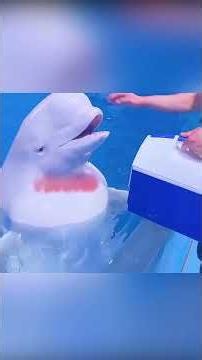 🐋💙 صداقة البيلوغا والصبي التي صمدت 10 سنوات! 🥹🌊✨
