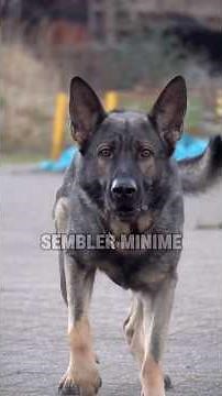 La différence entre un malinois et un berger allemand #chiots #chien #malinois #bergerallemand