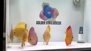 35 reactions | Taking videos for customers today! This one has all the colors  Goldenstatediscus.com | Golden State Discus | Facebook