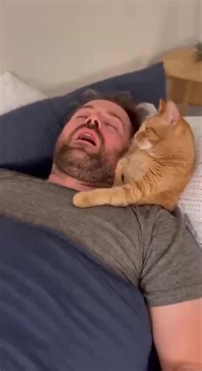 Exploring Katzenverhalten: Schlafgewohnheiten und KI