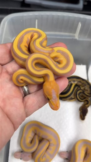 Garrick DeMeyer on Instagram: "Who loves G Stripes? Leopard, Banana Leopard, and Super Banana Leopard G Stripes! For some reason, G Stripes aren’t very popular. I love them and I’ve produced a lot of nice combos over the years. #python #pythonregius #royalpython #ballpython #ballpythons ballpythonsofinsta ballpythonsofig ballpythonsofinstagram ballpythonbreeder ballpythonbreeding ballpythonmorphs ballpythonmorphsofinstagram royalconstrictordesigns gstripeballpythons geneticstripe geneticstripeba