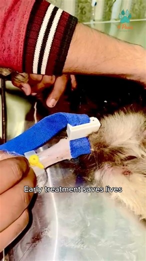 4 PAWS Veterinary Clinic | IV fluid therapy helps weak and dehydrated puppies recover safely 💉🐶. Early veterinary care saves lives — don’t wait for symptoms! 📞 Call... | Instagram