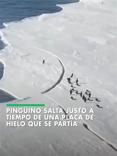 En una escena cargada de desesperación, un pingüino logró saltar justo a tiempo y salvarse del aislamiento de una placa de hielo se que se partió. #ElDeber #pingüino #Hielo #Mundo #Viral 📹RRSS