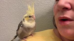 Meet Pearl, a juvenile female cockatiel (weaned in October 2019). She is currently in her food conversion and we are working on helping her to not lay eggs. She will be available after our shelter in place orders are lifted. | Birds and Beaks Rescue and Rehab