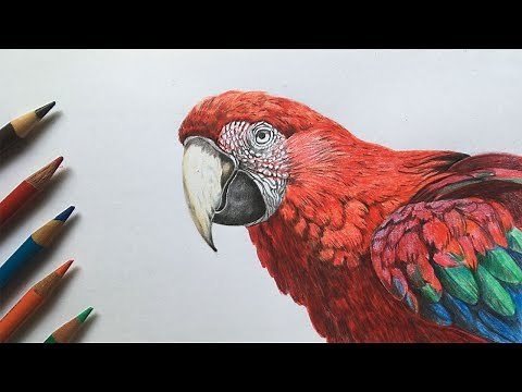 Scarlet Macaw Drawing in Color Pencils | Macaw Drawing | Bird Drawing