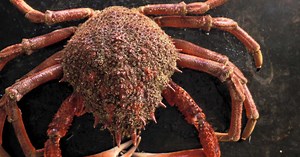 Comment réussir la cuisson de l’araignée de mer ?