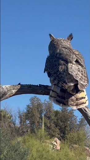 Great horned owl