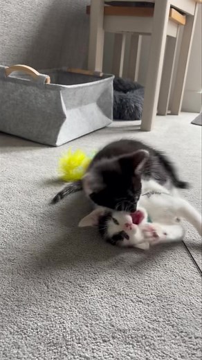 Ask’s Google - “How to convince husband to let me have a kitten… asking for a friend.” 😅 | PLK9 Dog Walking and Pet Care Services