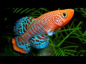 10 types of beautiful small freshwater ornamental fish for aquariums