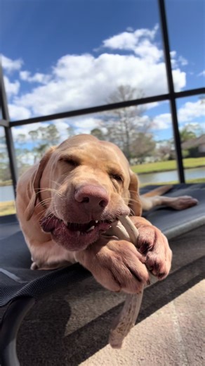 Ollie the Cancer Survivor's Companion