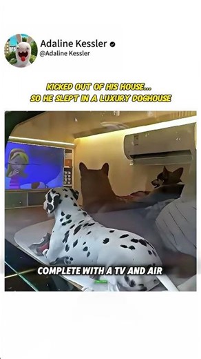 Kicked Out of His House… So He Slept in a Luxury Doghouse
