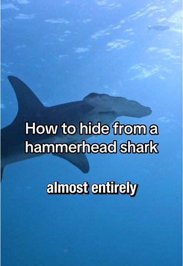 How to Safely Encounter a Hammerhead Shark