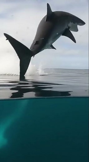 POV: Shark Rockets Toward You, Flips in Mid-Air