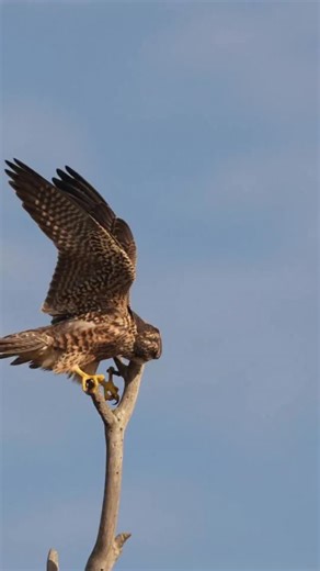 When you try to stick the landing… but the branch has other plans 😅🦅 This young peregrine falcon had big landing energy on her favorite forked perch… until gravity got in the way. After some wing-flapping acrobatics and nearly losing both feet, she called it quits and took off to find a better branch. Even future sky-racers need practice! #PeregrineFalcon #BirdsofInstagram #BirdPhotography #BirdsInFlight #WildlifePerfection #BirdWatching #SonyAlphaGallery #YourShotPhotographer #juvenileperegri