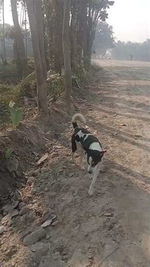 DOG Bark famous #pet #animals #adoptstrays #animal #puppy # #cutepet #cute #funny molu Bhaijaan