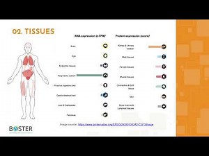 Learn CSF3/G-CSF in 3 minutes | Granulocyte colony-stimulating factor