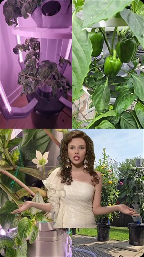 I don't promote it much but, yes, I do sell these. The towers are designed and manufactured by me. click the link in my bio to customize and order your hydroponic tower. #hydroponics #aeroponics #smallbusiness #hydroponictower #aeroponicgarden #VerticalOasis #organic #hydroponictomatoes #hydroponicsystem #hydroponicgardening #gardentower #growtower #towergarden #aeroponictower #gardening #growyourownfood #sustainability #smallbusinesstiktok #gardentok #gardeningtips #Meme #MemeCut #CapCut