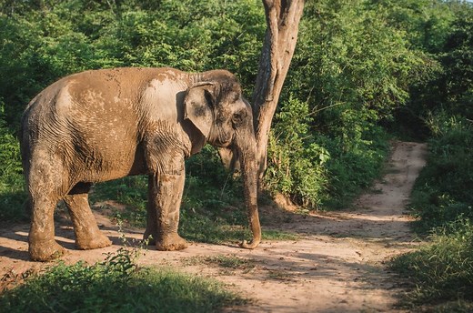 Manifa Elephant Camp