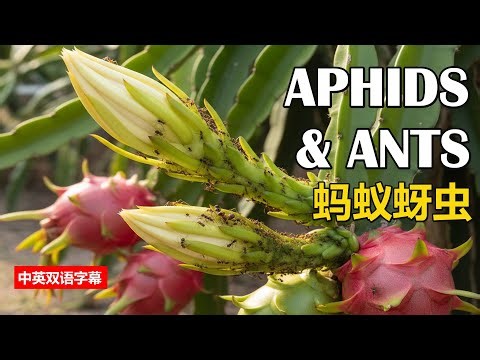 How to Get Rid of Aphids & Ants from Dragon Fruit Plant |火龙果蚜虫蚂蚁| Pest Control | Insecticide Spray