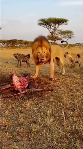 Lion vs Hyenas: Real Fight Over a Kill in the African Savanna (Raw Wildlife Footage)