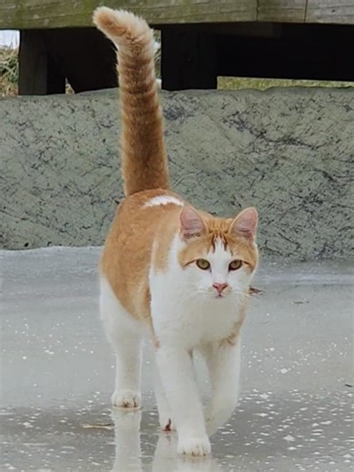 cat video so feel free to :3 My cat Dot does a funny Minecraft meme. he is but a kitten, just over 1 year old, however all kitties will be boiled. #catsoftiktok #catlore #freemailbox #freeterrance #fyp