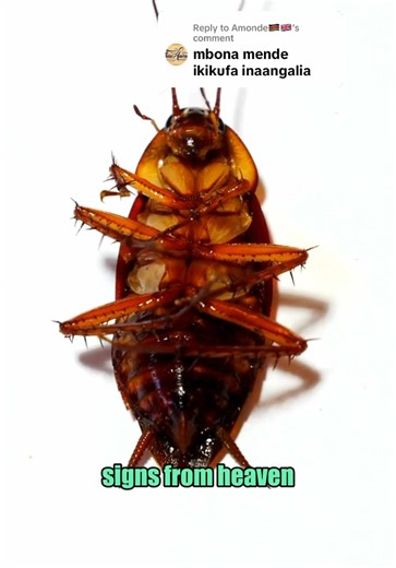 Understanding Common Cockroach Myths