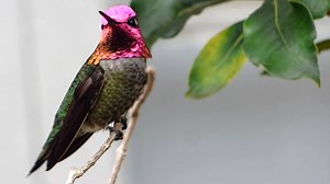 Male Anna's on guard.. | My Hummingbird Heaven