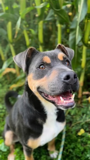 84 reactions · 34 shares | Bubbles is a real sweetheart, he’s been...