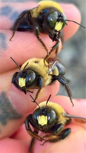 I Caught 3 Eastern Carpenter Bees 🐝 #nature #youtubeshorts #animals #viral #bees #trending #wildlife