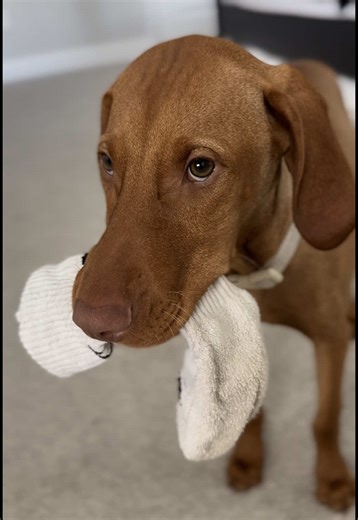 The Sock Life: A Day in the Life of a Vizsla Puppy