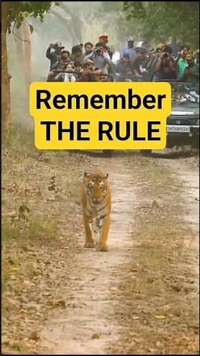 Why You Should NEVER Block a Tiger’s Path