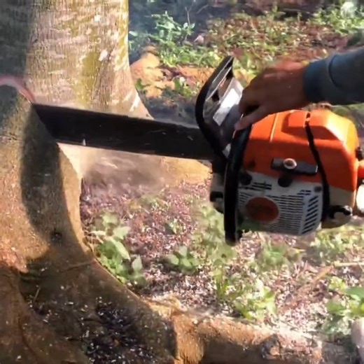 Amazing skill man cutting down tree from bottom tree | Dara-W