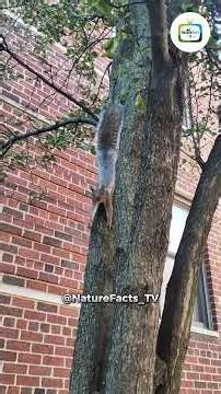 Squirrels Are Smarter Than You Think! 🐿️😱 Amazing Facts
