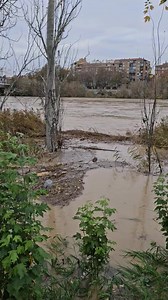 81K views · 1K reactions | Un castor se deja ver con la crecida del rio Ebro a su paso por Zaragoza. #dstylezgz 珞 | DStyleZgz | Facebook