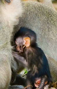 4.4K views · 170 reactions | Monkey Free on Reels | Facebook